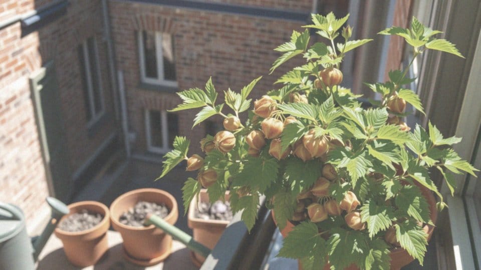 Jakie stanowisko potrzebuje miechunka peruwiańska?