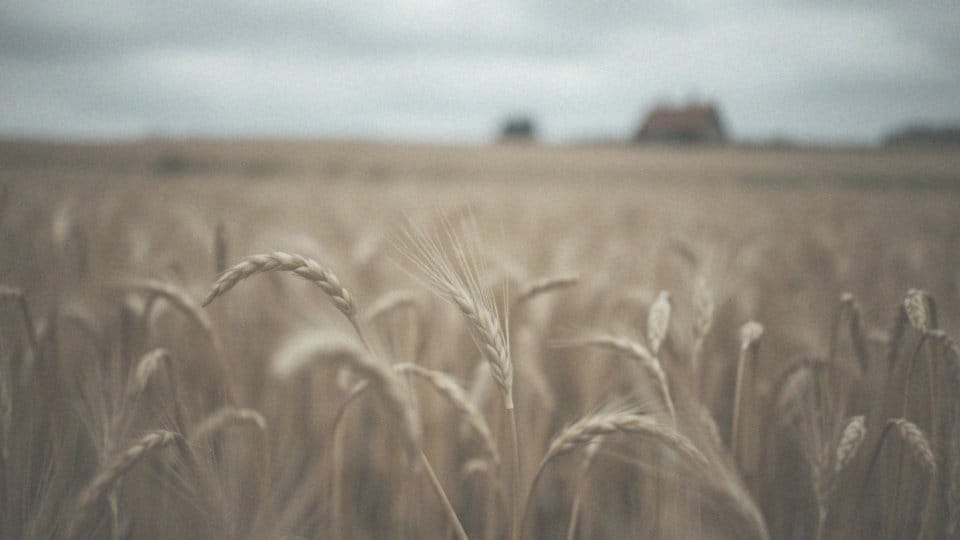 Czy można żyć bez wątroby? Wszystko o funkcjach i konsekwencjach