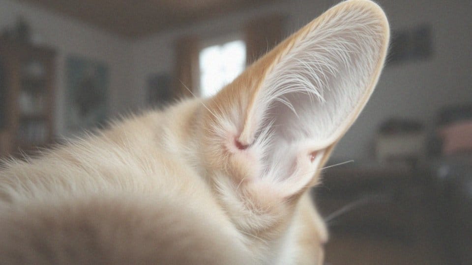 Czy świerzb u kota jest zaraźliwy dla ludzi? Sprawdź fakty!