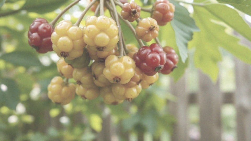 Kiedy dojrzewa agrest? Terminy i wskazówki dotyczące zbiorów