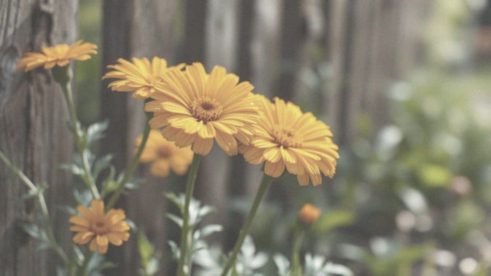 Kwiat nagietka na co pomaga? Właściwości i zastosowanie