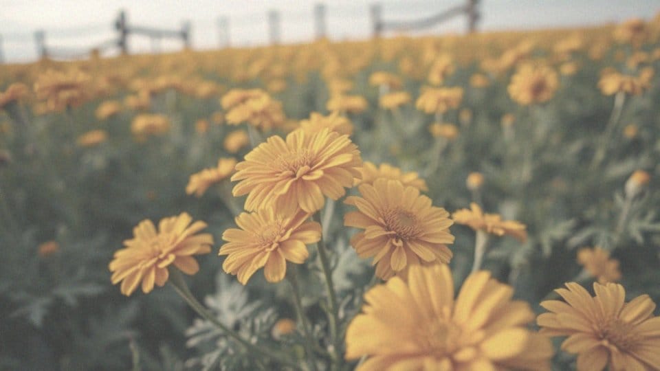 Nagietek kiedy kwitnie? Przewodnik po okresach kwitnienia