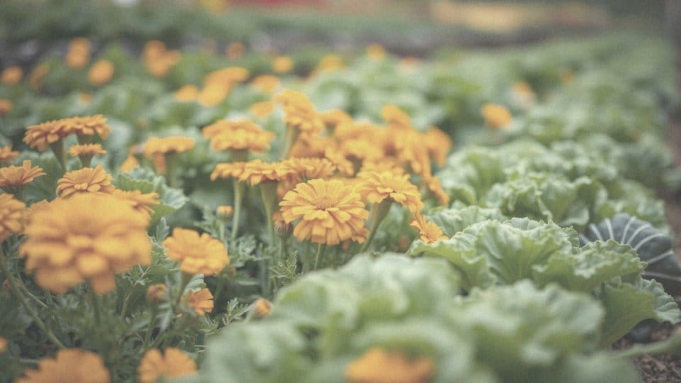 Nagietek w ogrodzie warzywnym – korzyści i uprawa