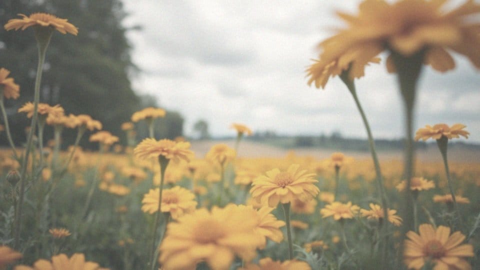 Uprawa nagietka – opłacalność i kluczowe informacje dla rolników